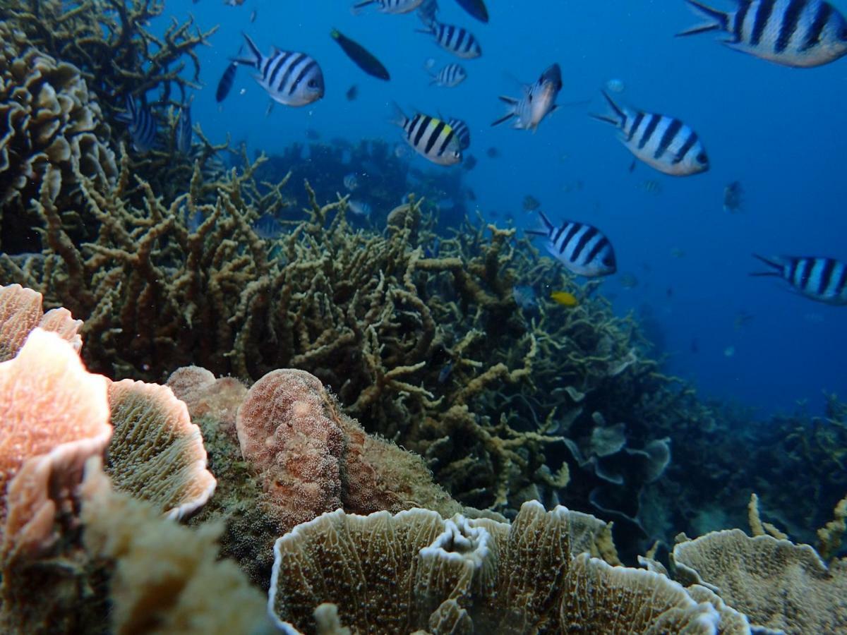 Blue Coral Homestay Karimunjawa Zewnętrze zdjęcie